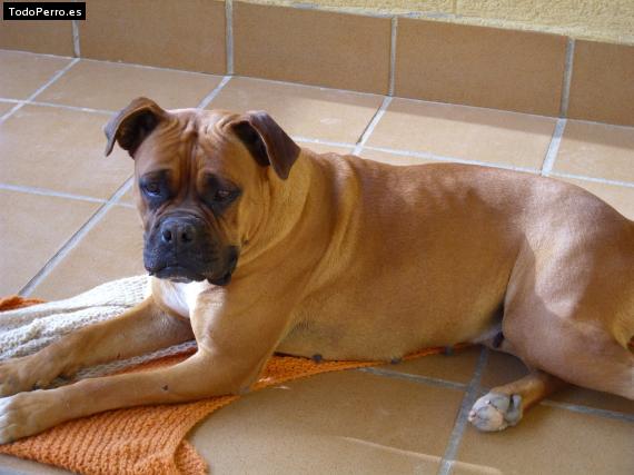 Foto del perro Juni
