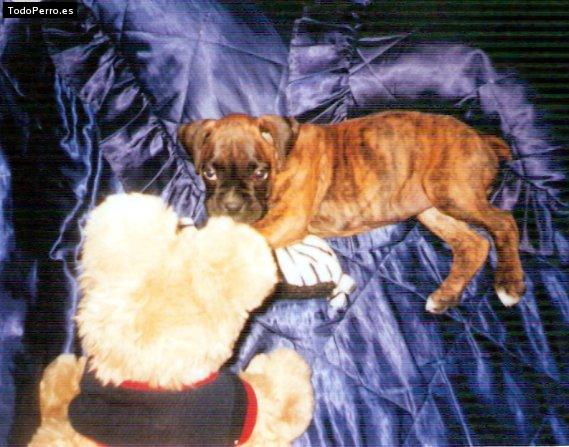 Foto del perro Cirse