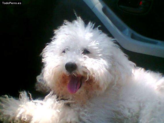 La foto del perro Charlie Foto del perro Charlie