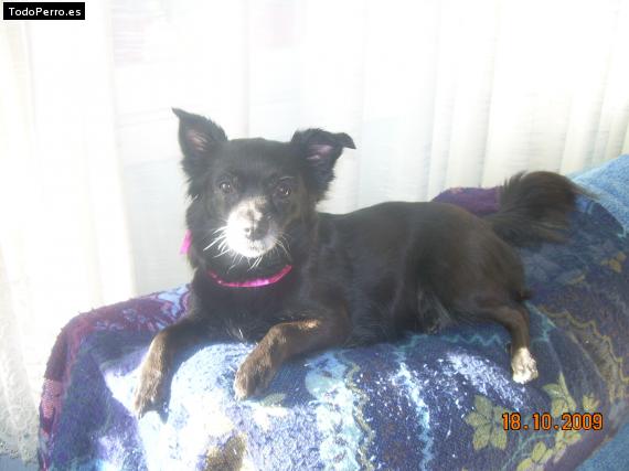 La foto del perro Handi Foto del perro Handi