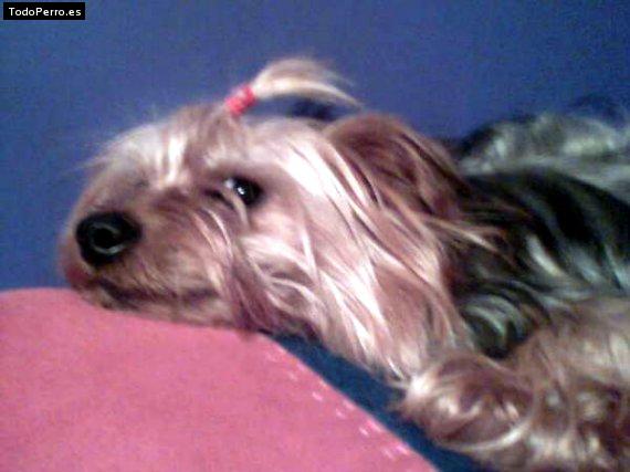 La foto del perro Manolo Foto del perro Manolo