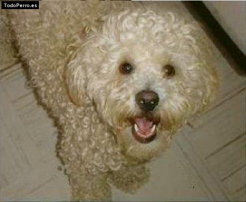 La foto del perro Grenyas Foto del perro Grenyas