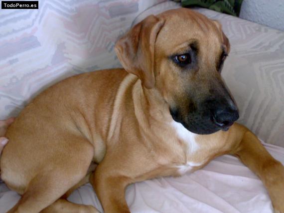 La foto del perro Horus Foto del perro Horus