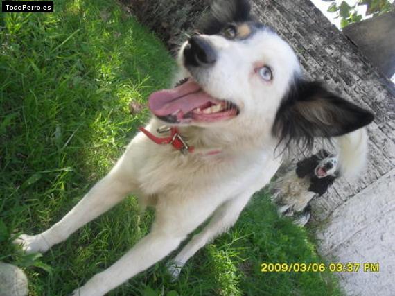 La foto del perro Estrella Foto del perro Estrella