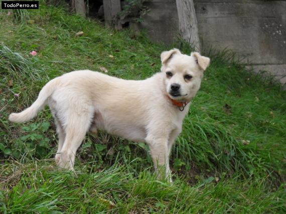 Foto del perro Chucho