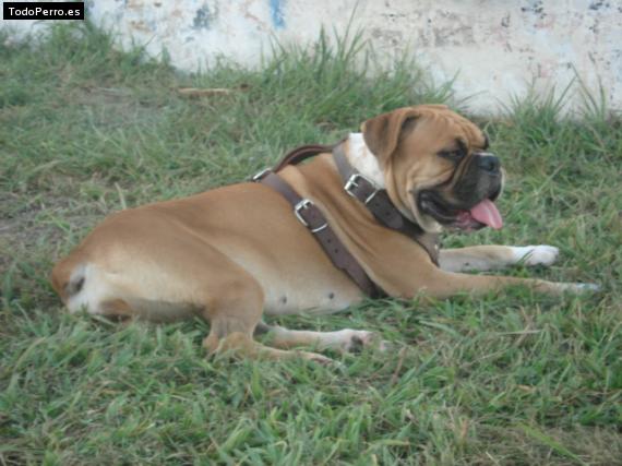 Foto del perro Coqueta