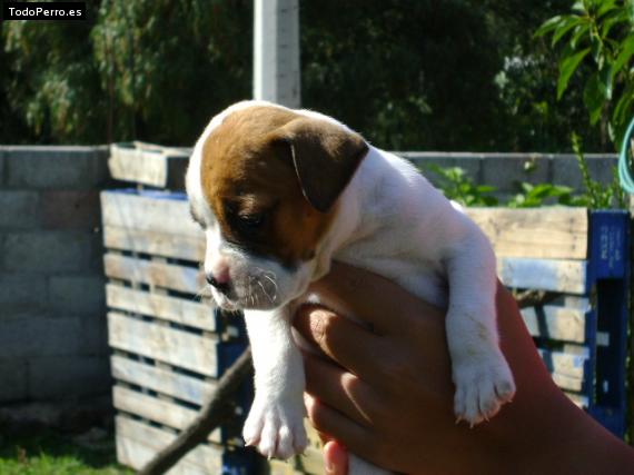 Foto del perro Romell