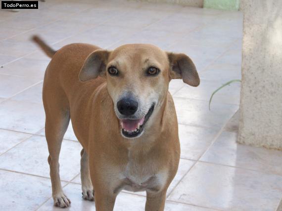 Foto del perro Calceta