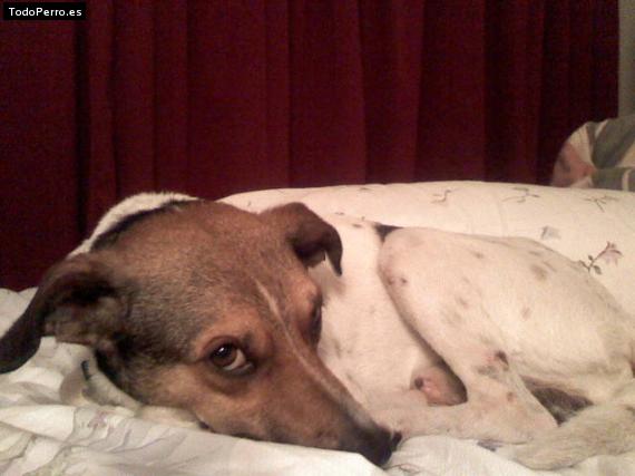 Foto del perro Cuchi