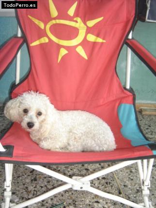 La foto del perro Jacovik Foto del perro Jacovik