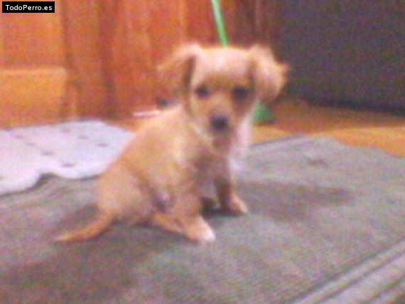 La foto del perro Principeza Foto del perro Principeza