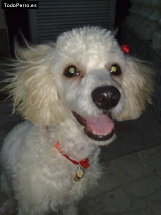 La foto del perro Italia Foto del perro Italia