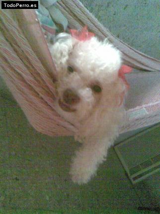 La foto del perro Pequeña Foto del perro Pequeña