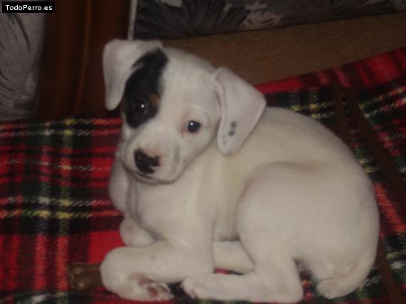 Foto del perro Coba