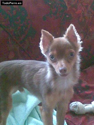 Foto del perro Ramses