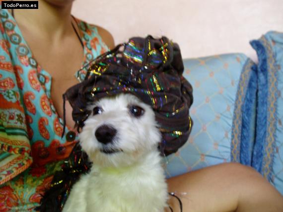 Foto del perro Cocco
