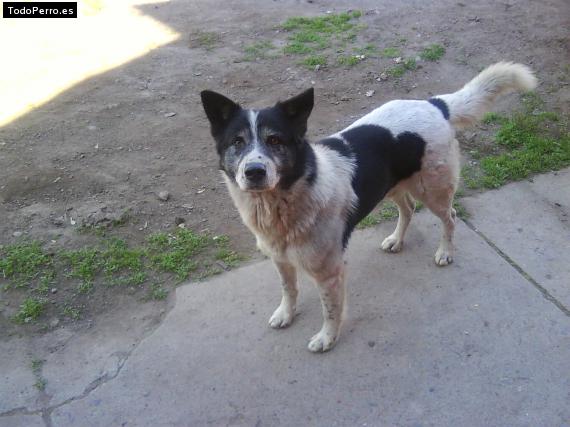 Foto del perro Colo colo