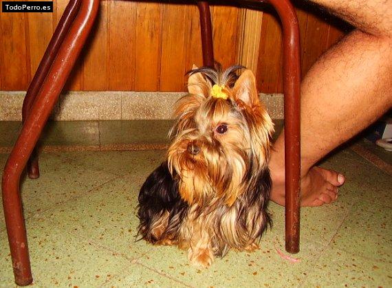 La foto del perro Delfina Foto del perro Delfina