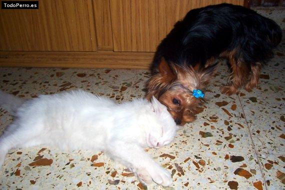 La foto del perro Guille Foto del perro Guille