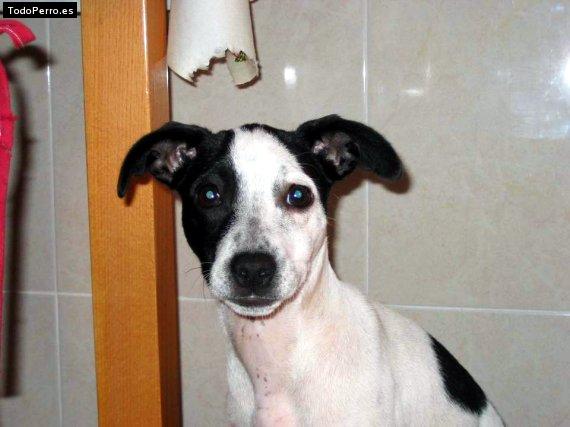 La foto del perro Duna Foto del perro Duna