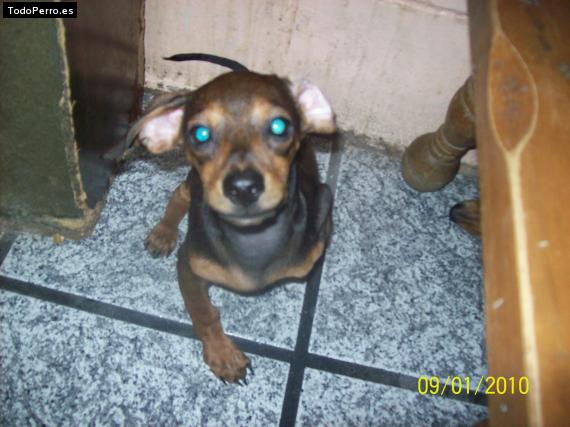Foto del perro Cachita