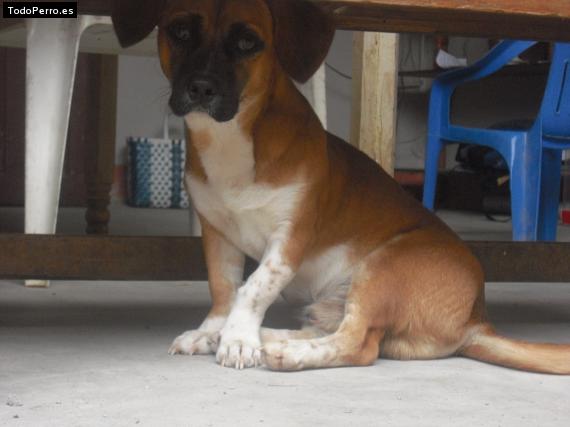 Foto del perro Rubencito