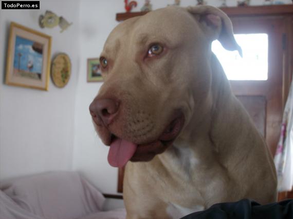 Foto del perro Junior