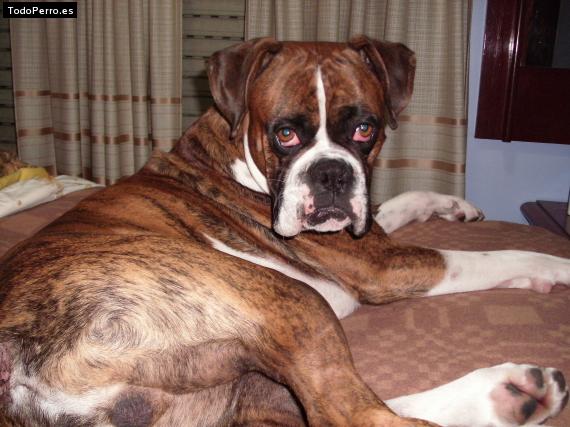 Foto del perro Cannon