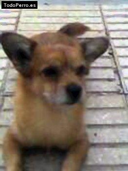 Foto del perro Chico