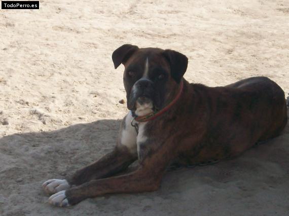 Foto del perro India