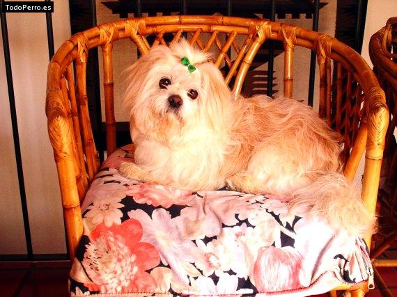 Foto del perro Roberto rey