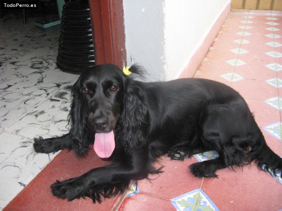 La foto del perro
