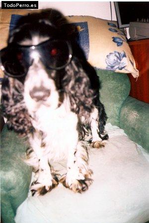 La foto del perro