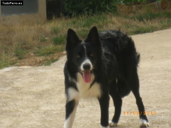 La foto del perro Elliot Foto del perro Elliot