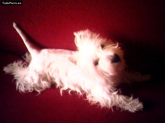 Foto del perro Tommy