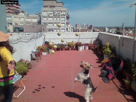 La foto del perro