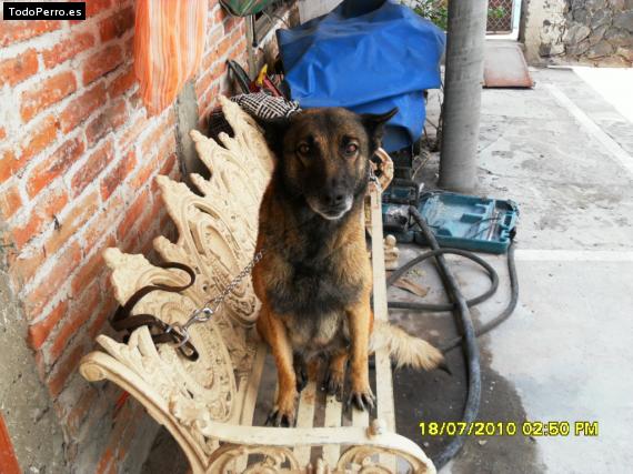 Foto del perro Coy
