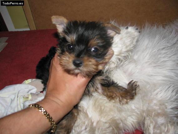 La foto del perro Paris Foto del perro Paris