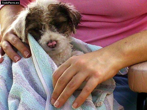 La foto del perro Goofi Foto del perro Goofi