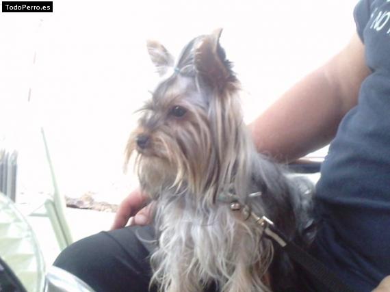 La foto del perro