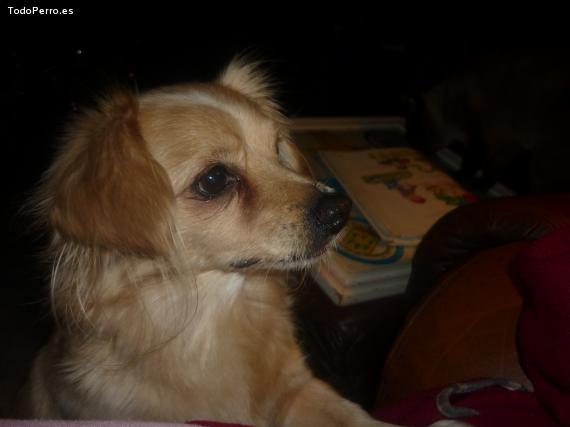 Foto del perro Excoty