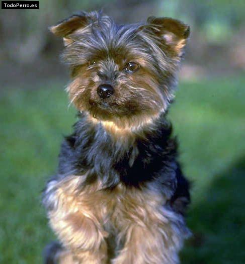 La foto del perro Puffi Foto del perro Puffi