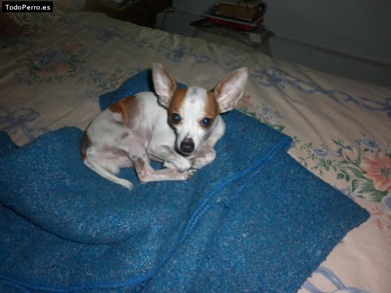 Foto del perro Chito