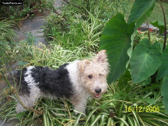 Foto del perro Harry