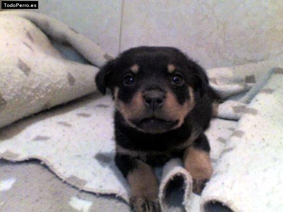 La foto del perro Dakota Foto del perro Dakota