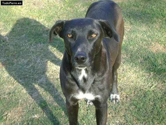 La foto del perro Esperanza Foto del perro Esperanza