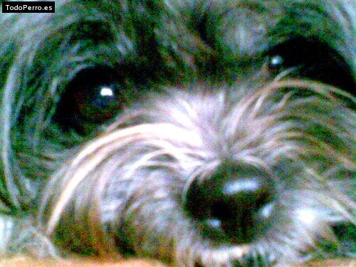 Foto del perro Cleopatra