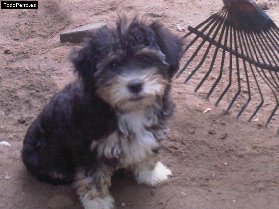 La foto del perro Pelusa Foto del perro Pelusa