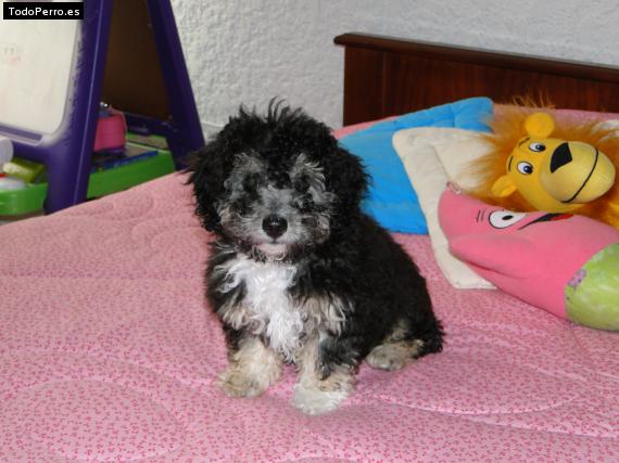 La foto del perro Pelu Foto del perro Pelu