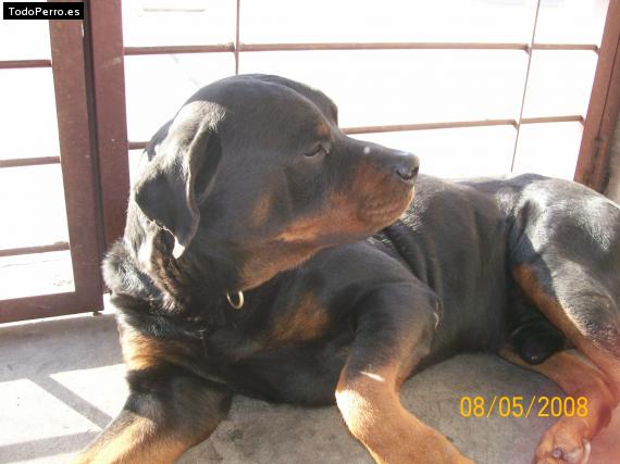 La foto del perro